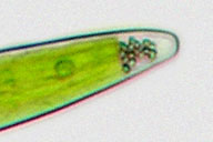 Closterium praelongum